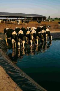 دامداری مدرن با ورق‌های ژئوممبران؛ راهکاری نوین برای پایداری و بهره‌وری